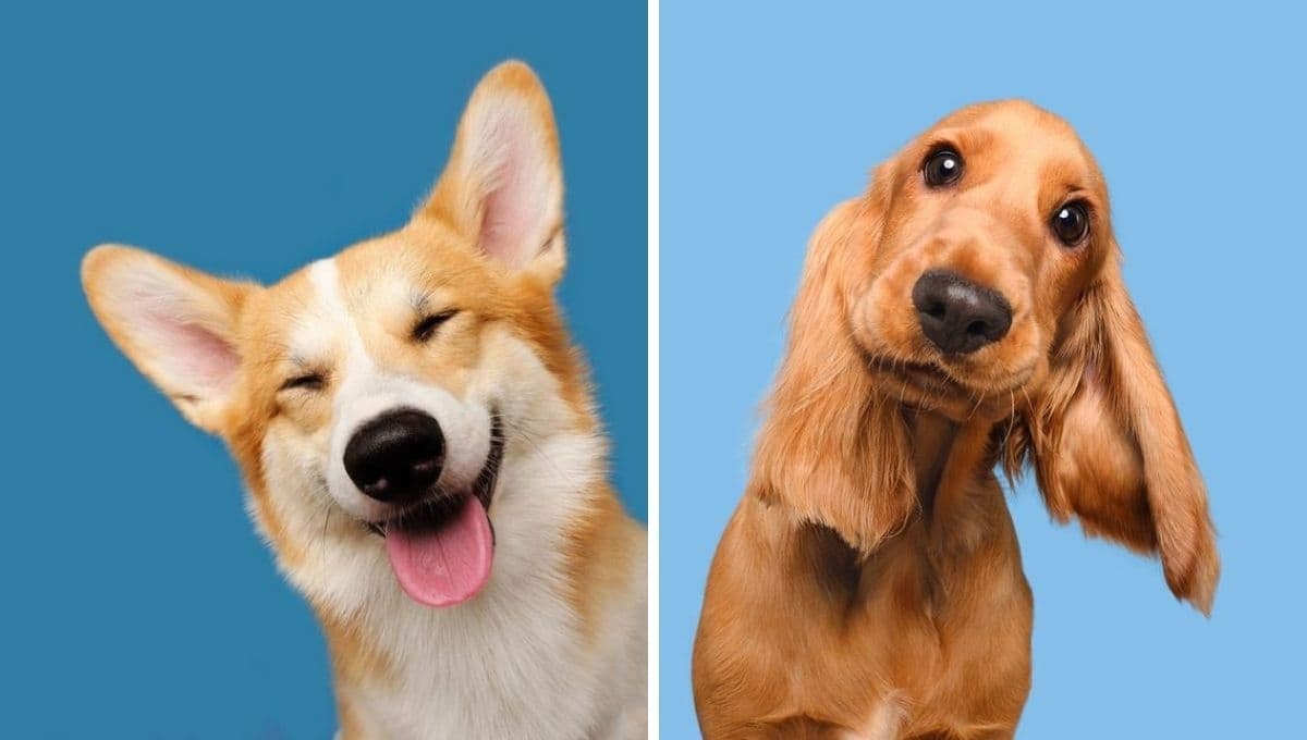6 nombres inteligentes para perros con su significado