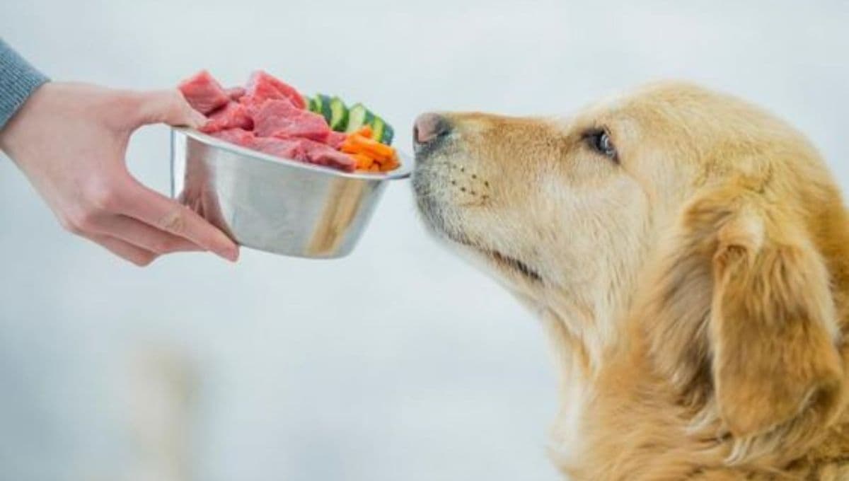 ¿Qué pasa si mezclas las croquetas de tu perro con comida?