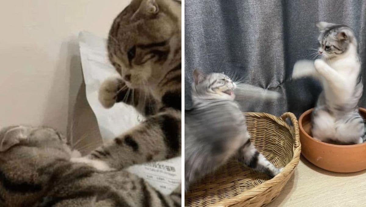 6 MEMES de gatitos estresadísimos para compartir si la semana te trató horrible