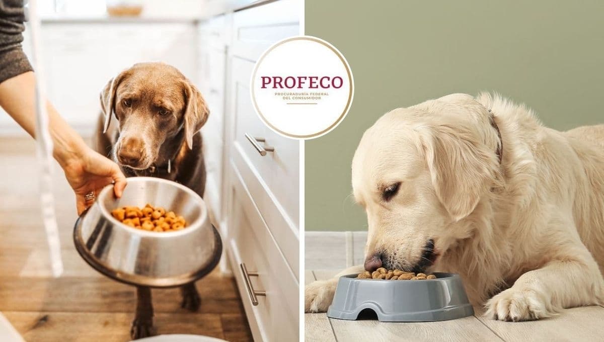 ¿Cuáles son las mejores croquetas para perros? Profeco da 5 opciones