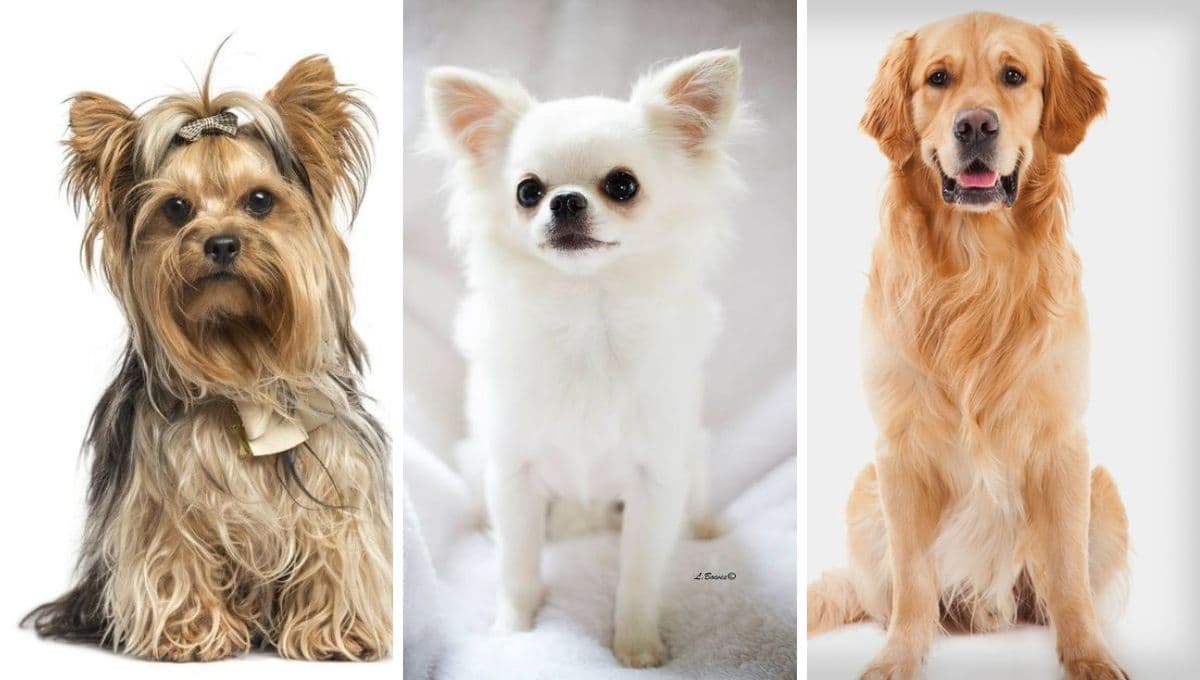5 razas de perritos de compañía: te acompañarán incondicionalmente en tiempos de soledad