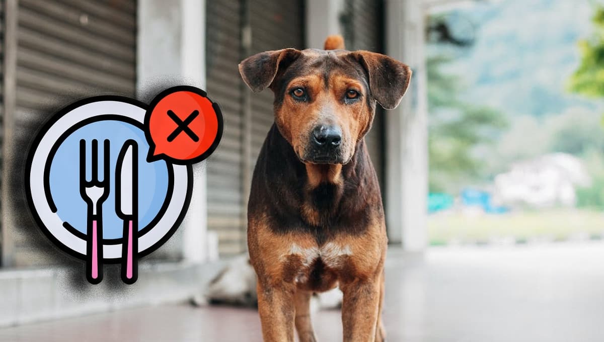 3 remedios caseros y efectivos para un perro que no quiere comer