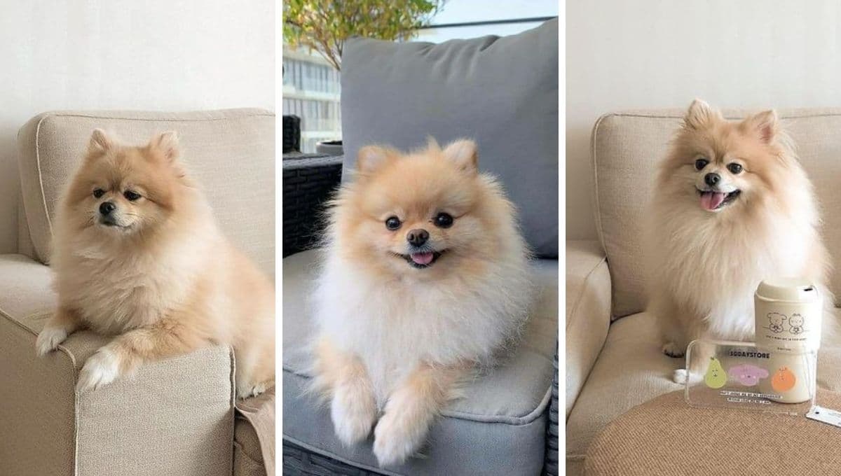 6 nombres franceses para perros elegantes y sofisticados con significado