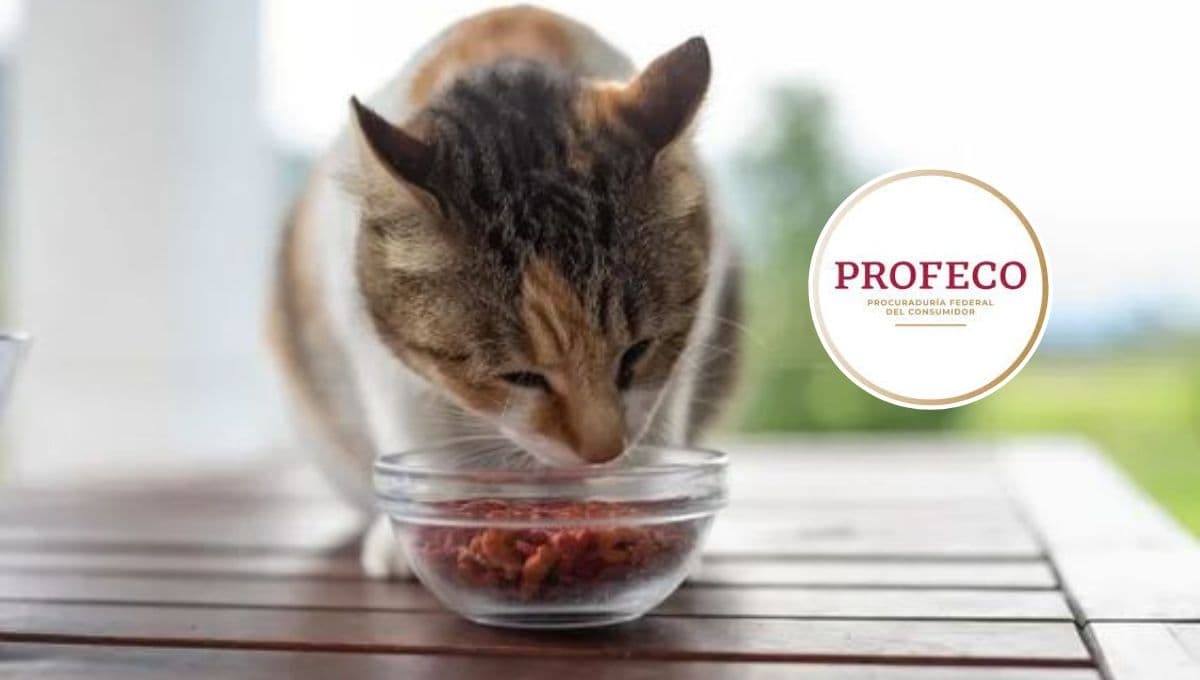 3 alimentos económicos para gato pero que salieron excelentes según Profeco