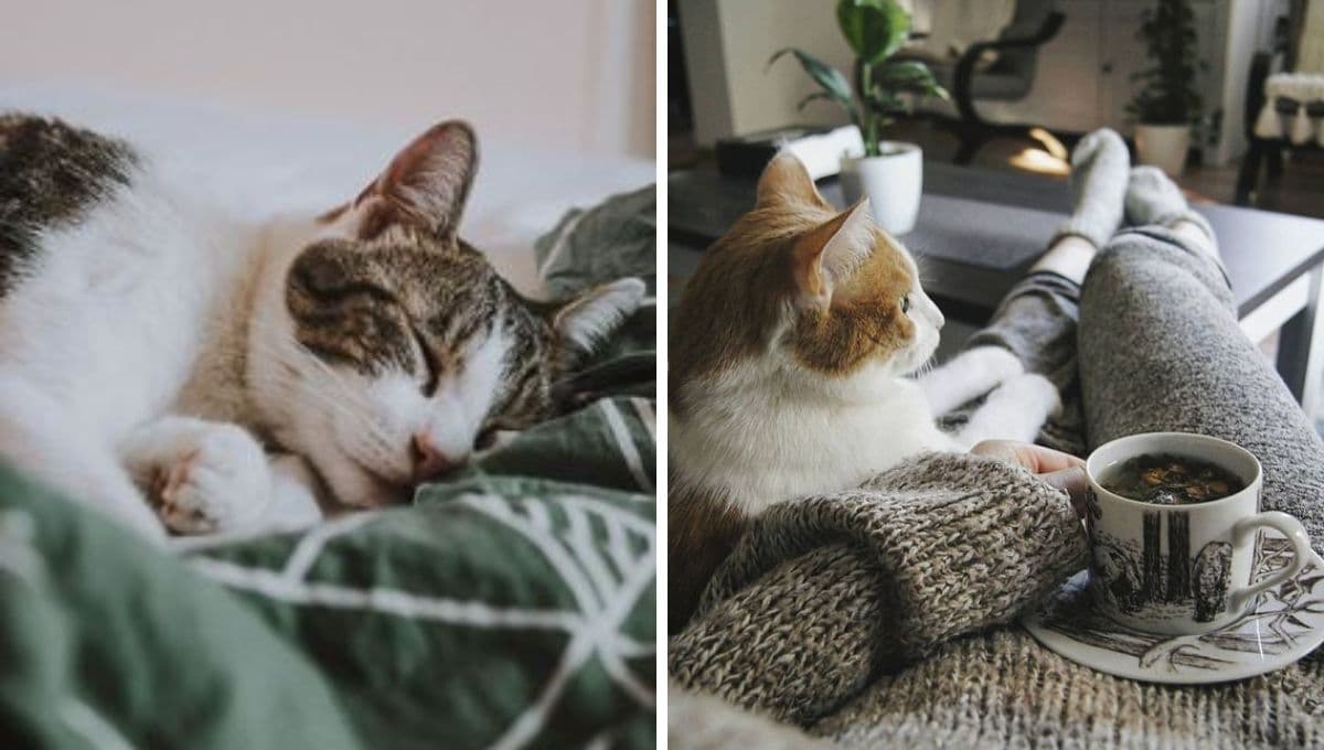 6 memes de gatitos descansando para compartir si este fin de semana te vas a quedar en casa