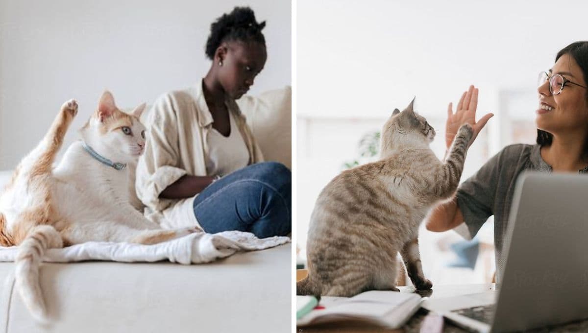7 nombres franceses muy elegantes para gatos macho con significado