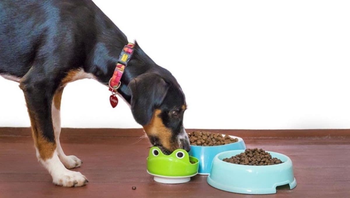 Los 2 ingredientes que debes EVITAR en los alimentos de tus perros