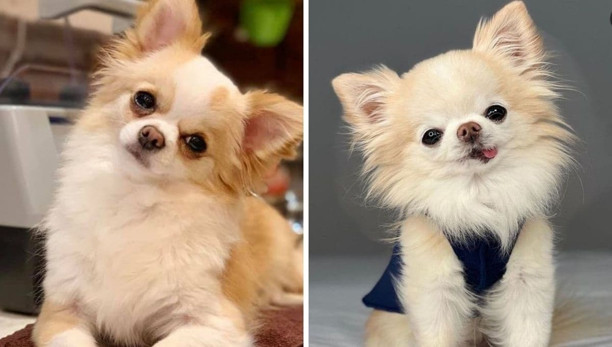 7 nombres en inglés para perritas chiquitas con significado