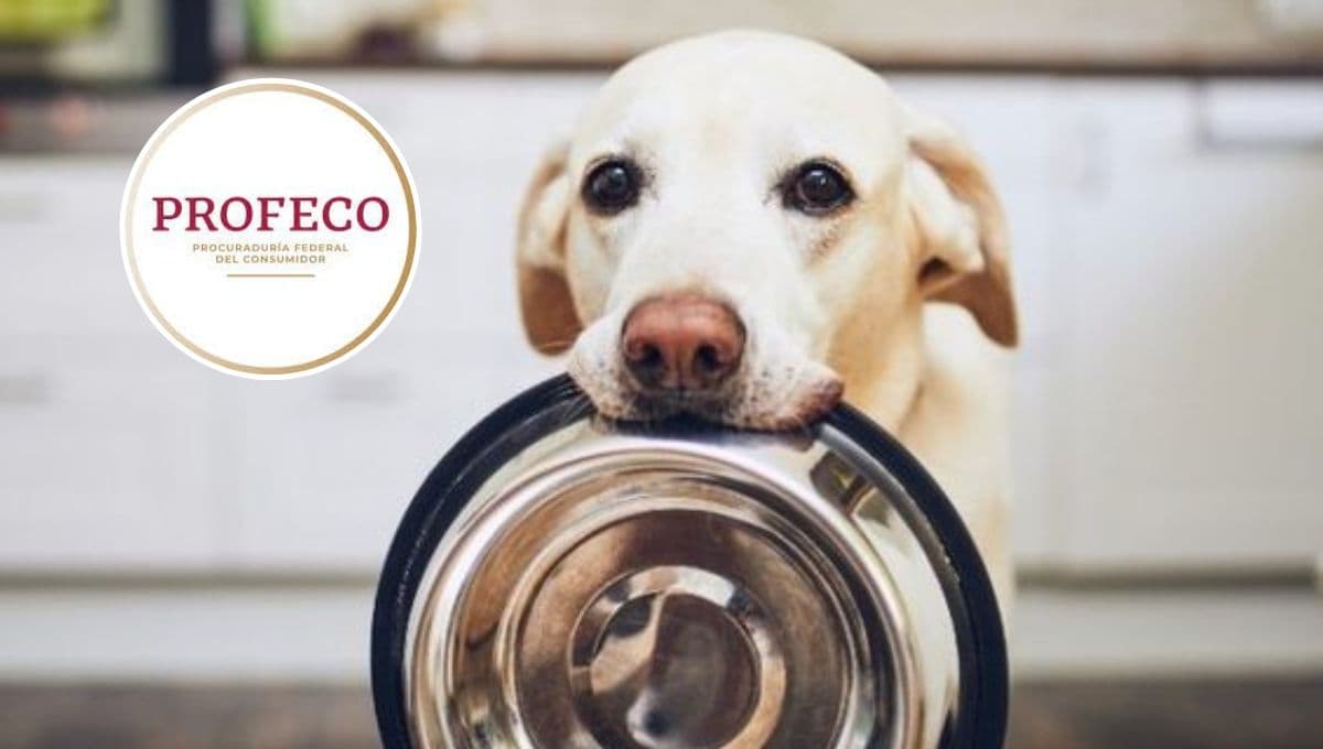 3 croquetas para perro económicas que sí salieron buenas según la Profeco