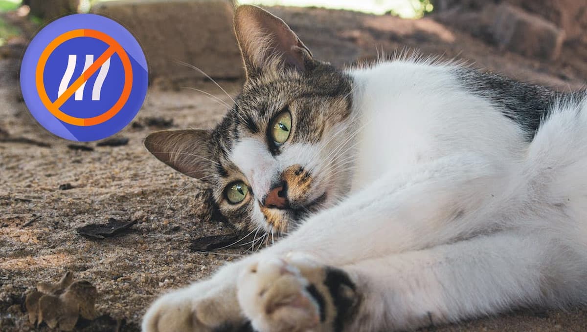 El remedio casero más efectivo para que la arena del gato no huela