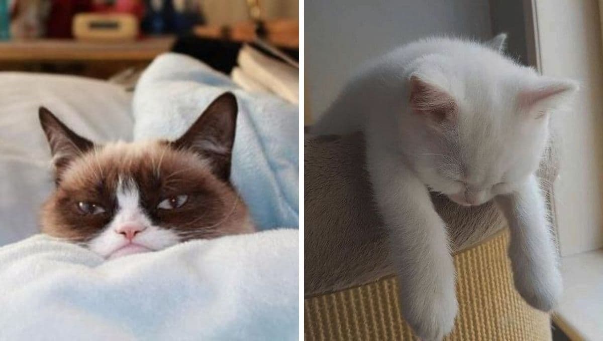 6 MEMES de gatos cansadísimos porque apenas es miércoles y ya quieren que se acabe la semana