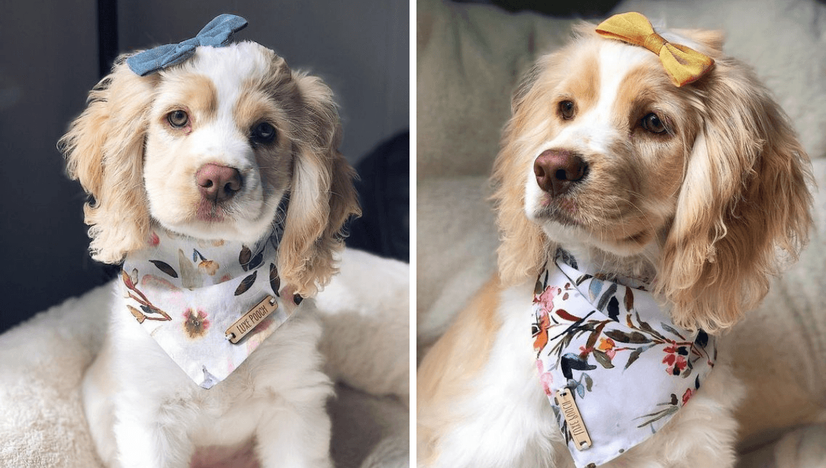 Test para descubrir si tienes un perro MANIPULADOR en casa
