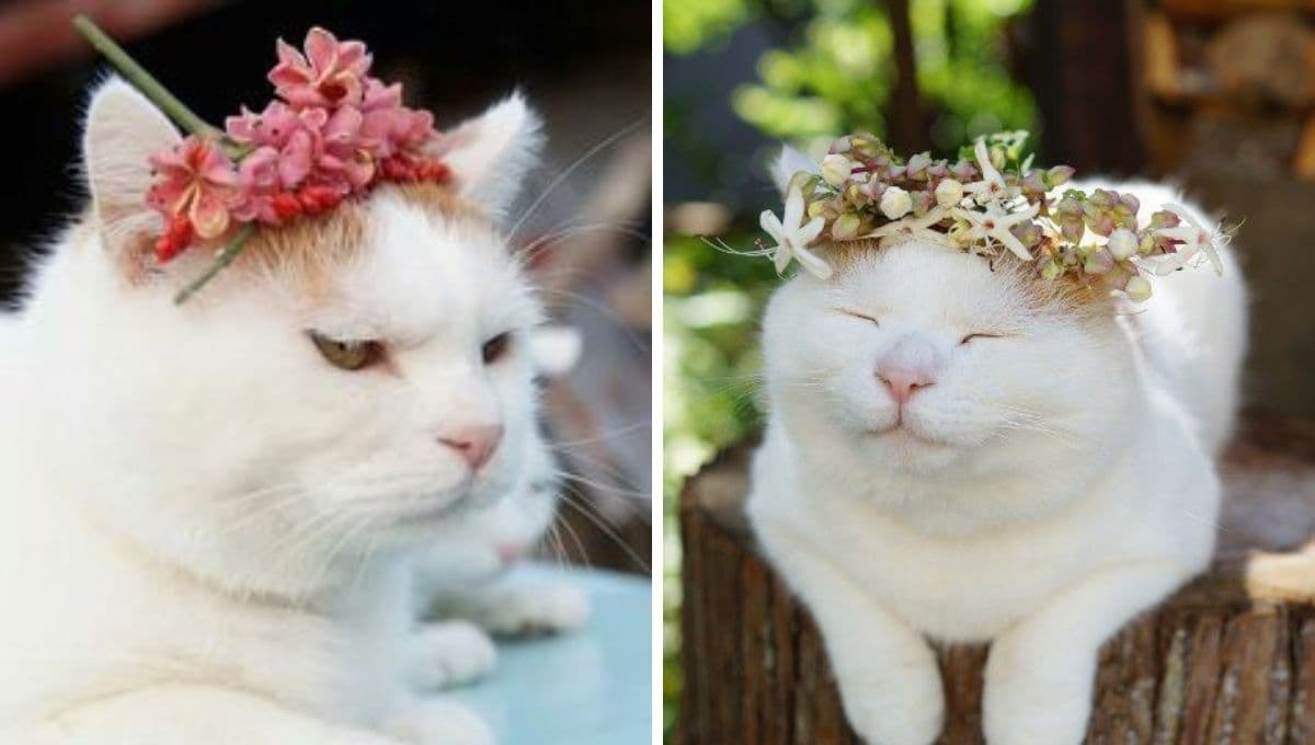 3 flores bonitas pero toxiquísimas para gatos: ¡evítalas en tu casa!