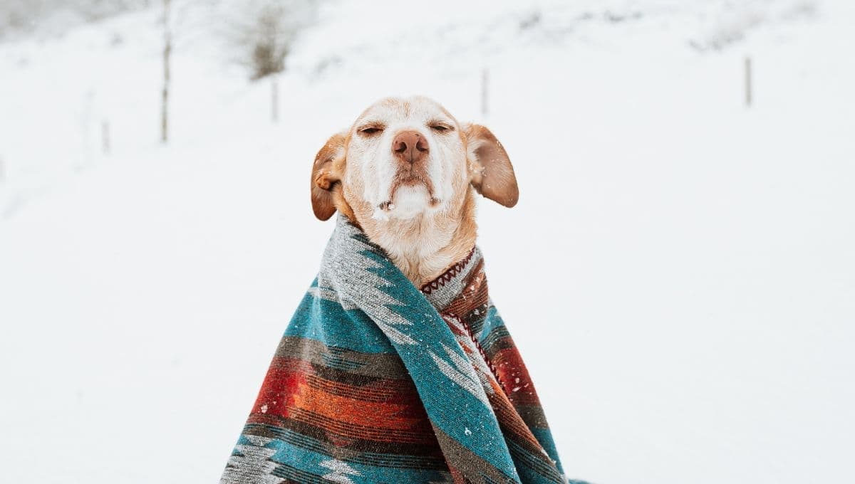 5 trucos para calentar a un perrito que tiene mucho frío