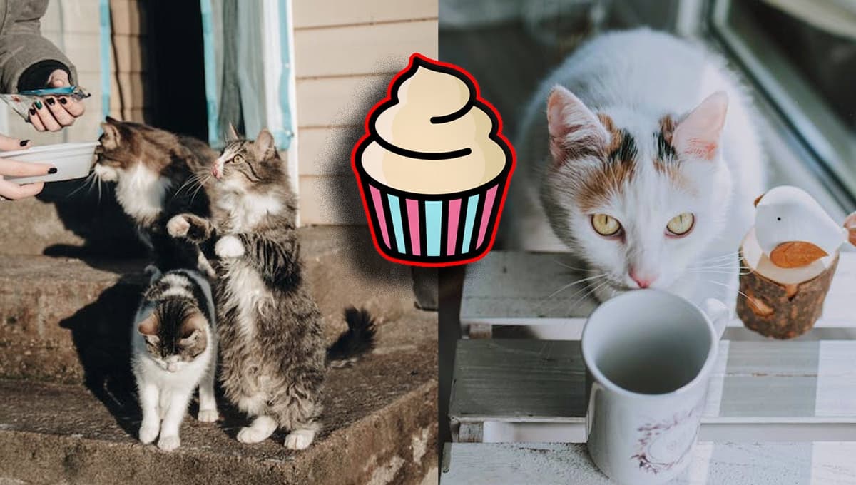 Receta fácil y rápida de pasteles para gatos sin horno