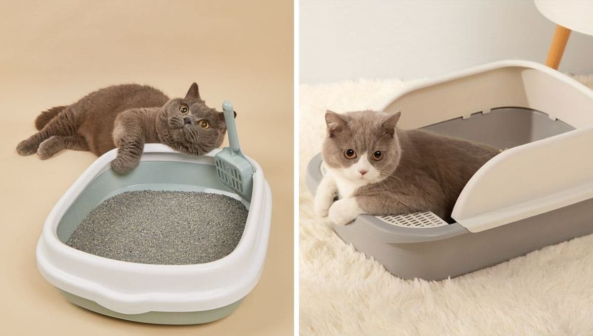 ¿Cómo hacer arena para gatos con papel periódico?