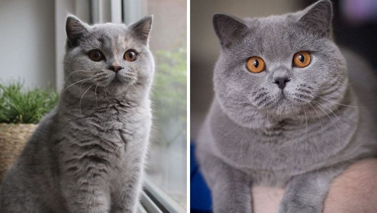 5 razas de gatos tranquilitos y bien portados: son los mejores para vivir en departamento