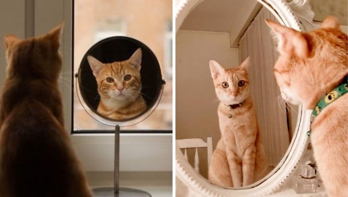 3 cosas buenas y 3 cosas malas de tener un gato como mascota según expertos