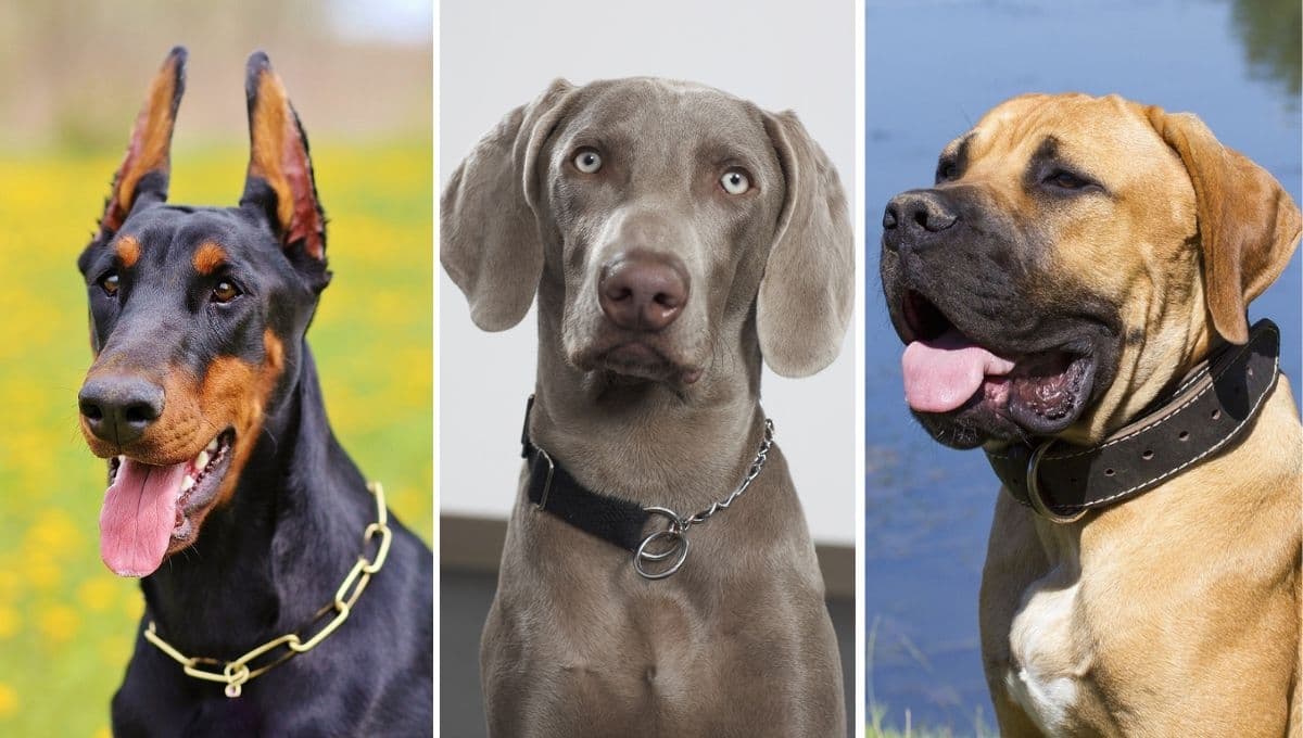 5 razas de perros para cuidar fincas y ranchos: son guardianes y atléticos