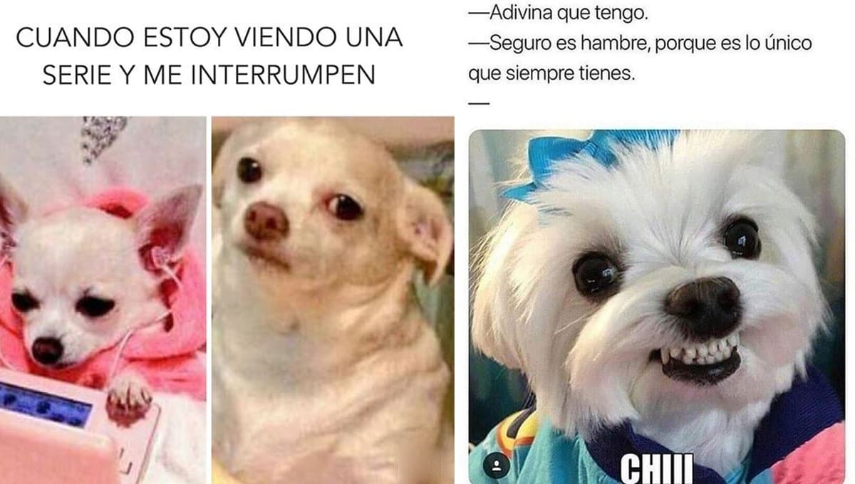 5 memes de perros CHISTOSOS para compartir en WhatsApp