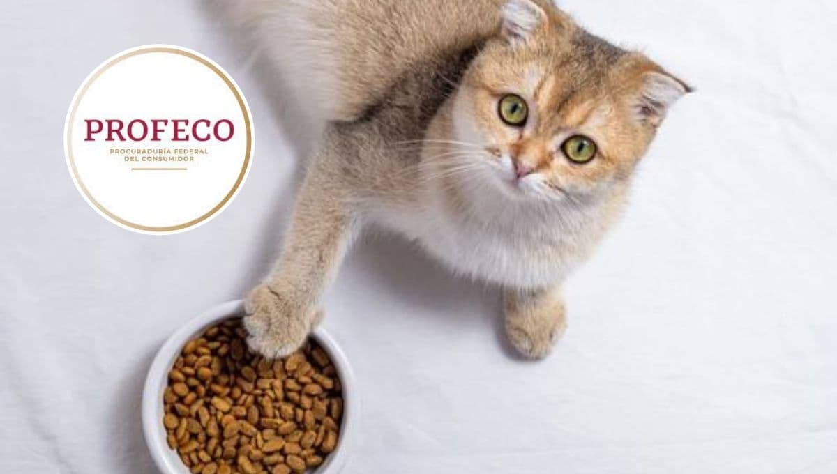 ¿Cuáles son las mejores croquetas para gato? Profeco da 5 opciones excelentes