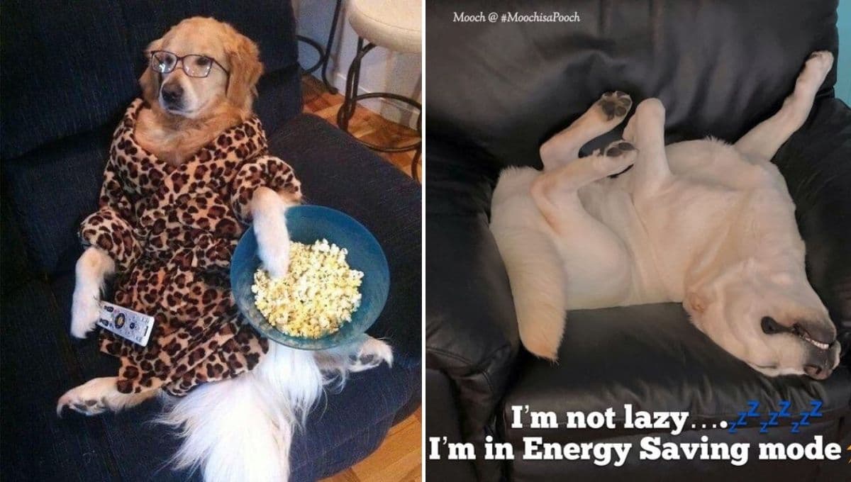 6 memes de perritos con muchísima flojera porque es lunes y ni dan ganas de trabajar o ir a la escuela