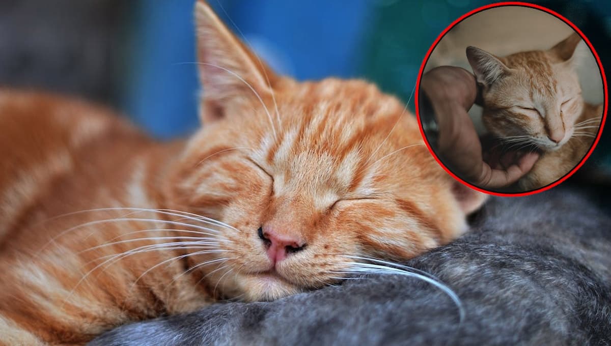 ¿Qué significa que un gato duerma contigo y por qué es BUENA señal?
