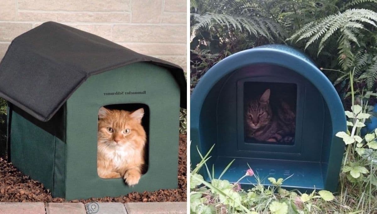 Ayuda a los gatitos de la calle y haz un refugio para el frío y la lluvia