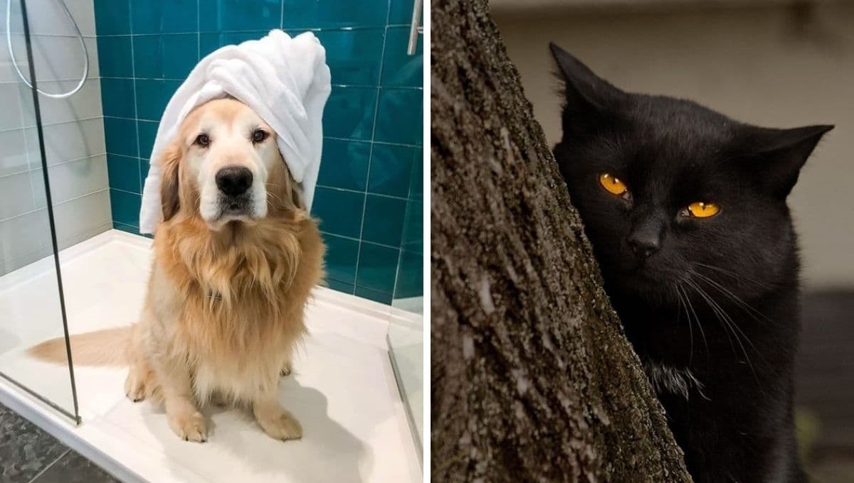 ¿Eres un gato negro o un Golden retriever? Descúbrelo con este test de personalidad