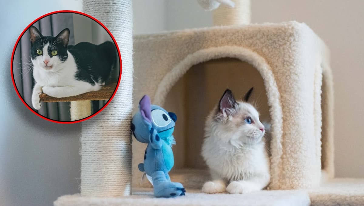 Suburbia pone en oferta un rascador hamaca para gatos: bonito y resistente
