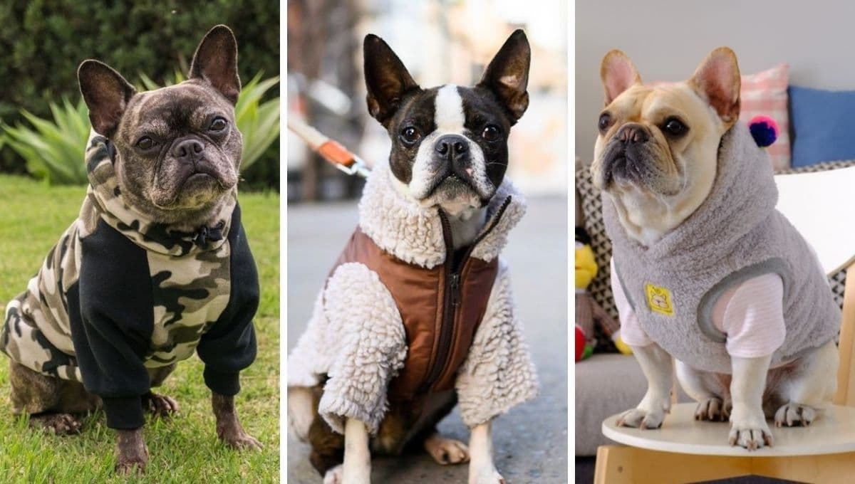 5 razas de perros que más sufren con el frío: abrázalos mucho en esta época