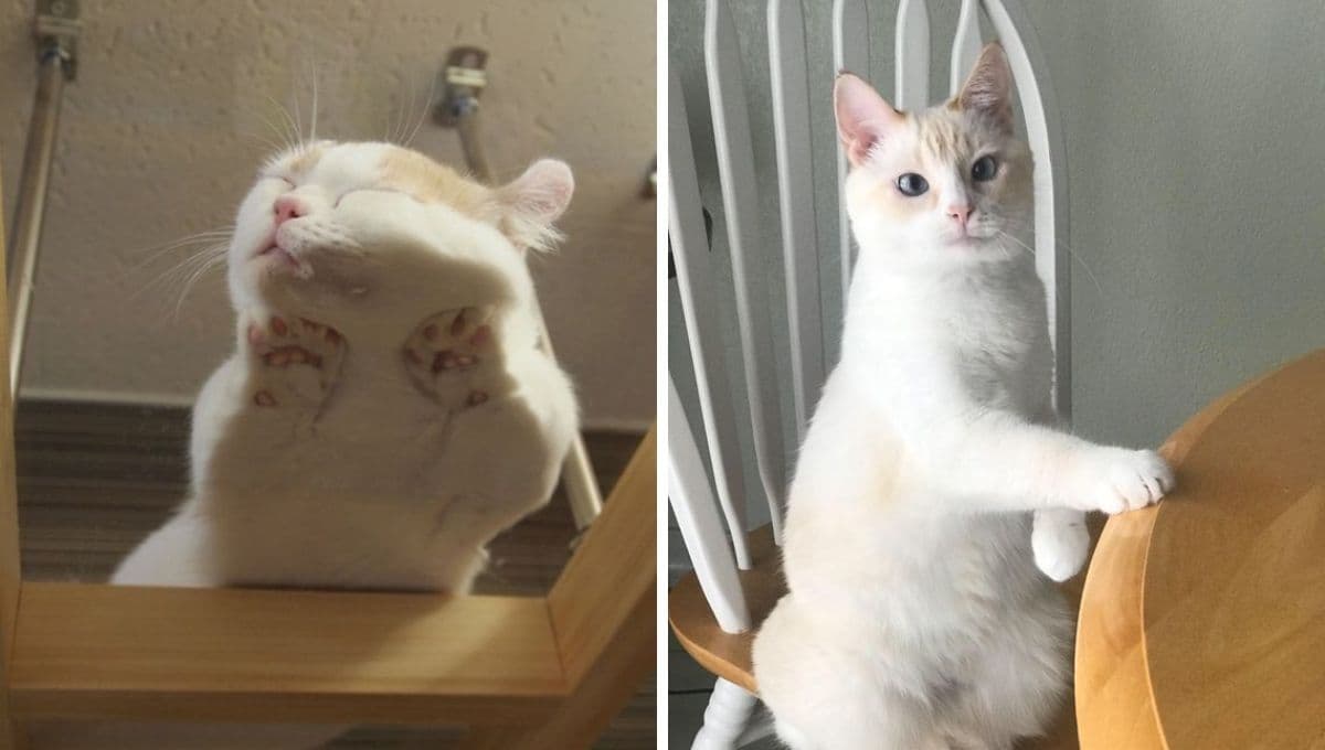 Test de inteligencia para gatos: descubre qué tan brillante es tu michi