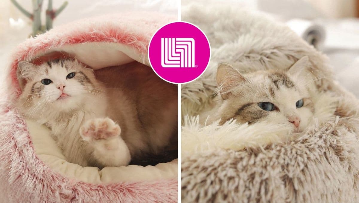 Una de las camitas para gato más cómodas de Liverpool está en oferta: querrás dormir ahí