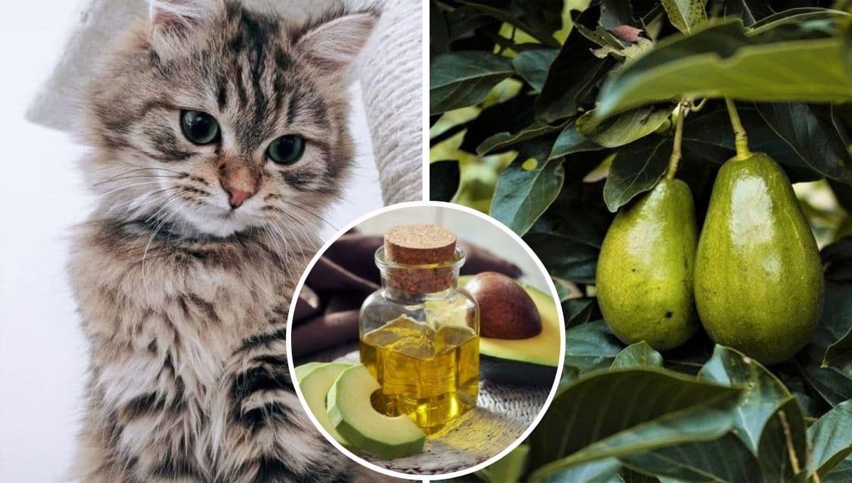 ¿Qué pasa si un gato come aguacate y por qué tienes que evitarlo?
