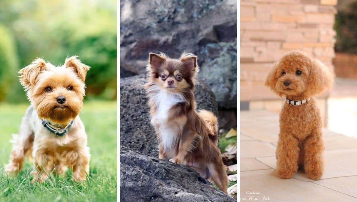¿Te gustan los perros pequeños y que no crecen? ESTAS son las mejores 5 razas