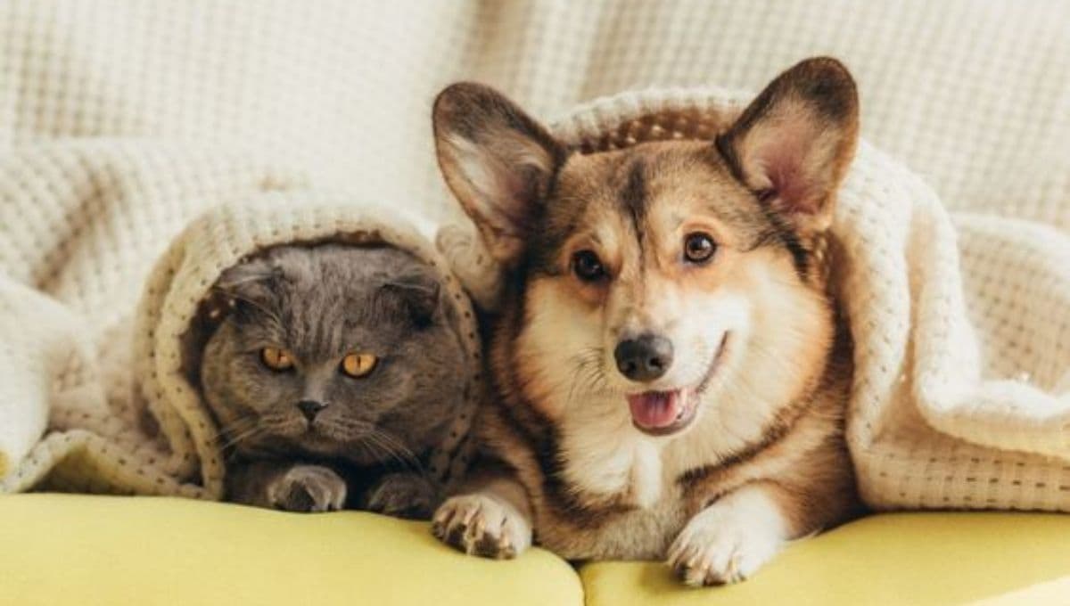 ¿Por qué es mejor tener un perro que un gato?