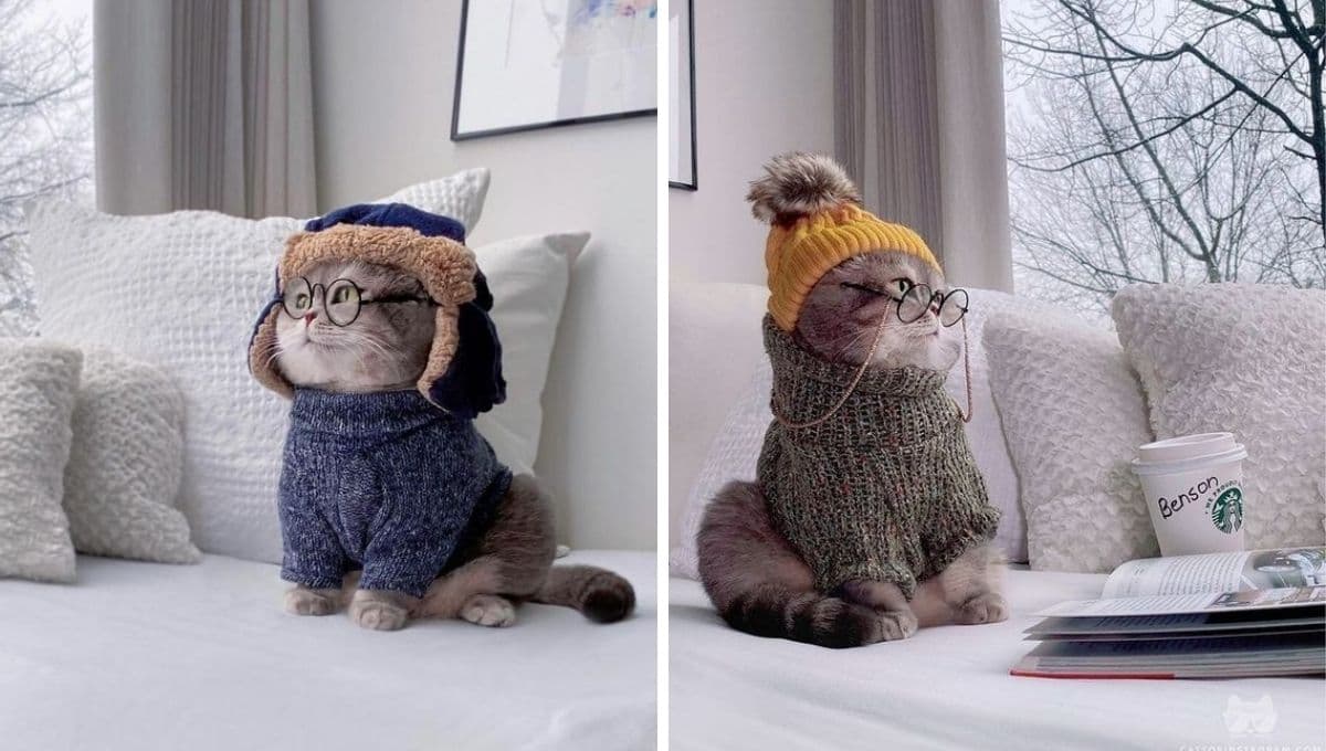 5 técnicas efectivas para cuidar a tu gatito de este frío invernal