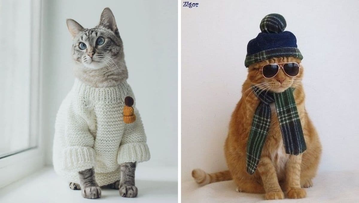 ¿Qué temperatura se considera frío para un gato?