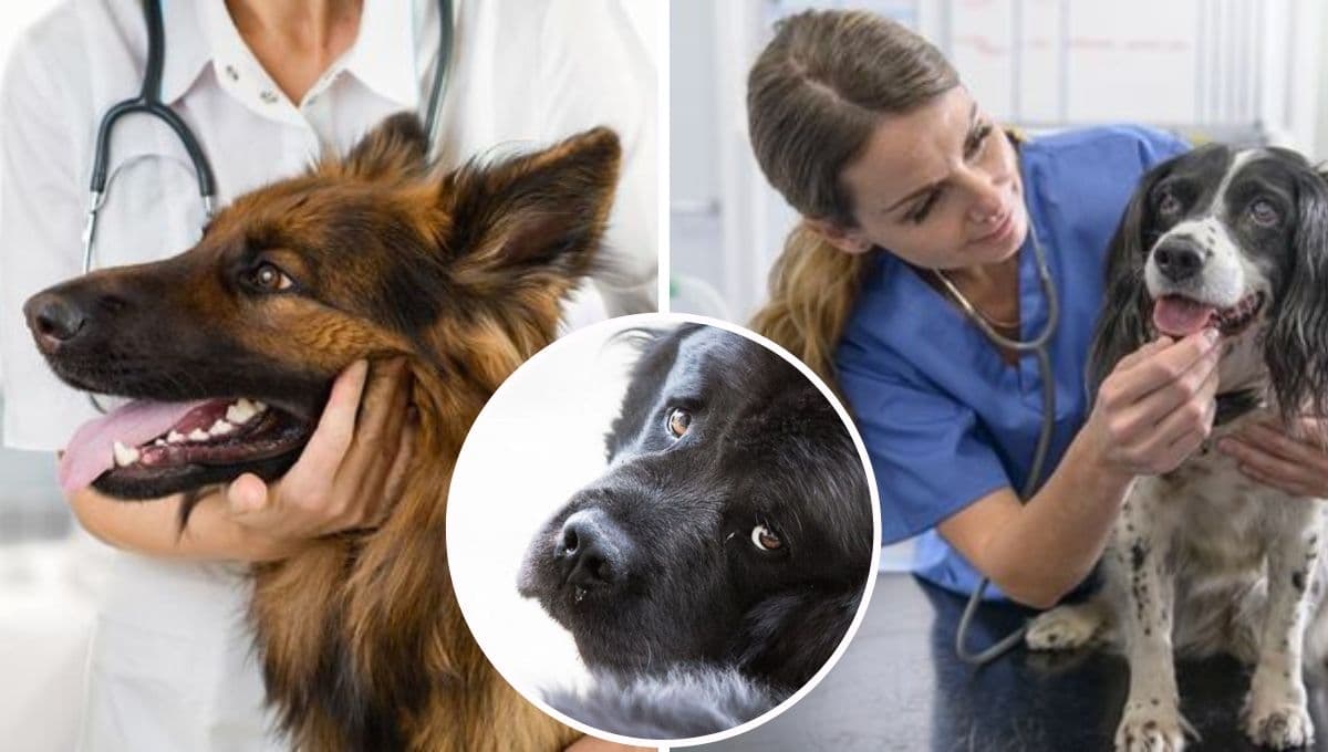 ¿Cómo saber si a mi perro le va a dar un infarto y cuáles son los síntomas?