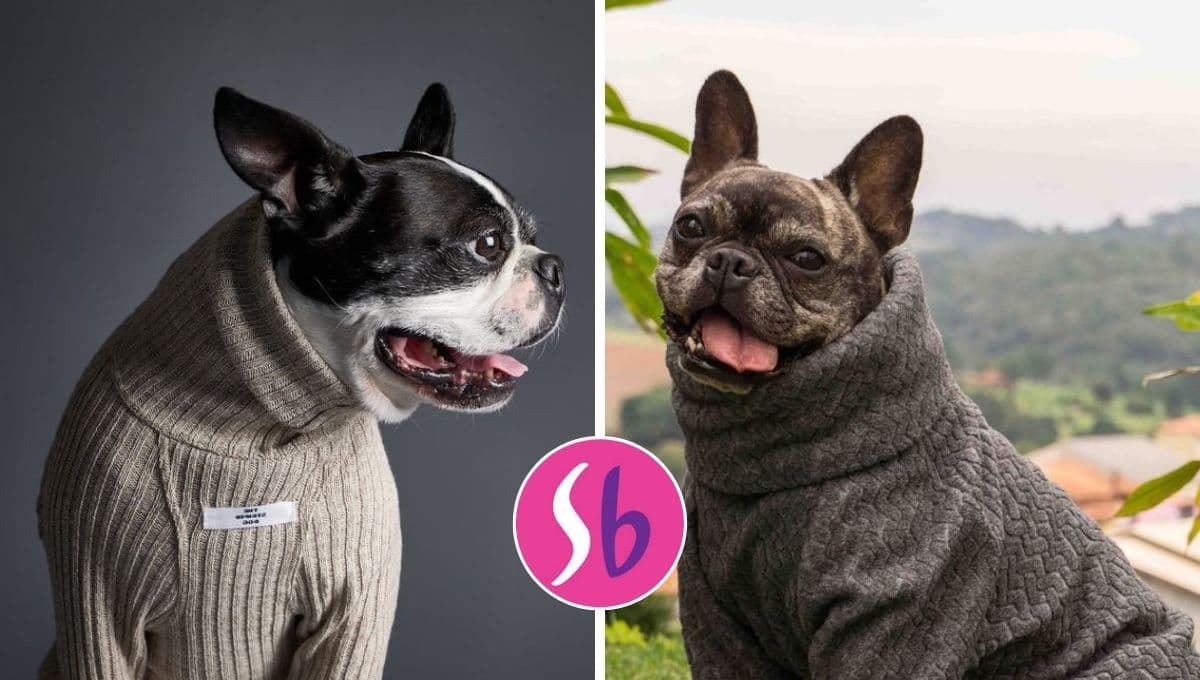 Suburbia tiene en oferta 3 suéteres para perro: están bien calientitos y bonitos