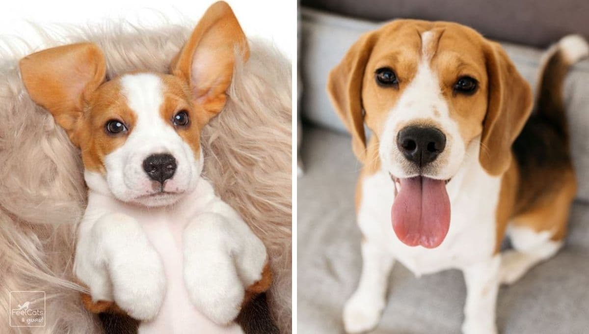 Nombres para perros rudos e imponentes pero bonitos, con significado