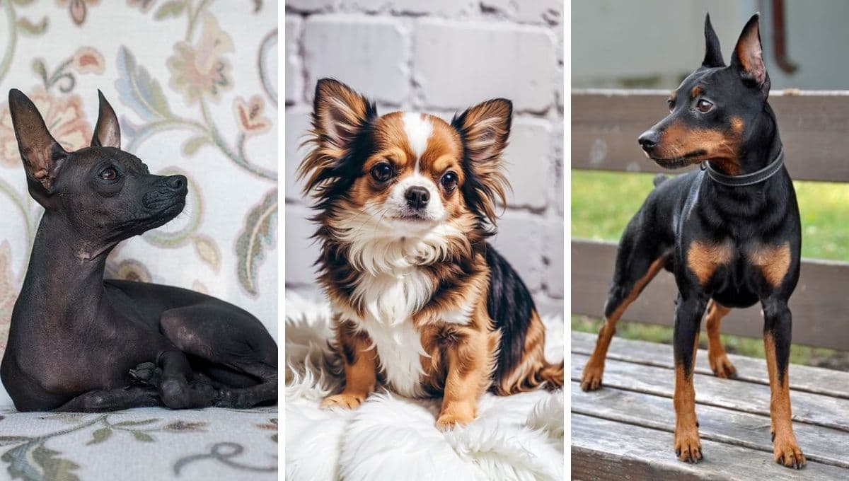 ¿Tu perro va a sufrir con el clima? Estas son las 6 razas que NO aguantan el frío