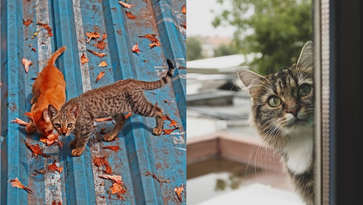 ¿Los gatos lloran en tu techo? ESTO es lo que significa