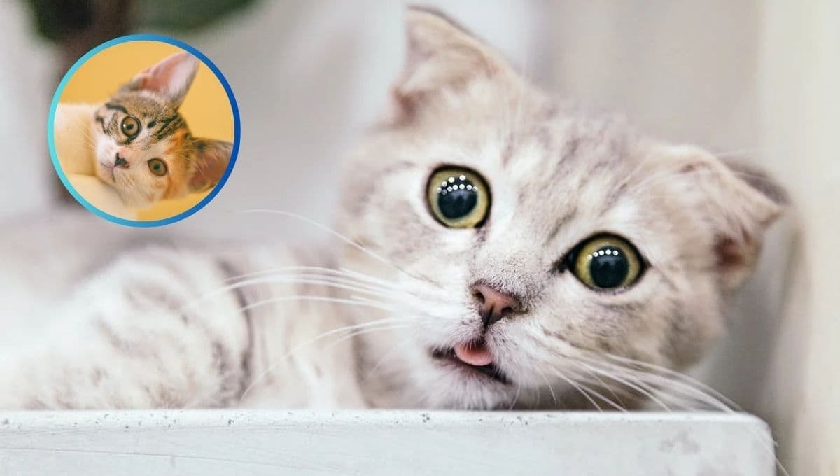 6 curiosidades de los gatos para niños; entenderán por qué son animalitos tan preciosos