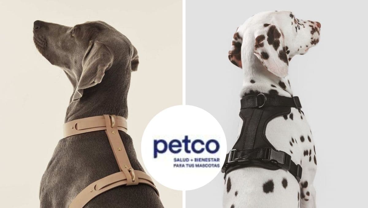 ¡Últimos días! Petco pone en oferta 3 arneces cómodos y seguros para perros
