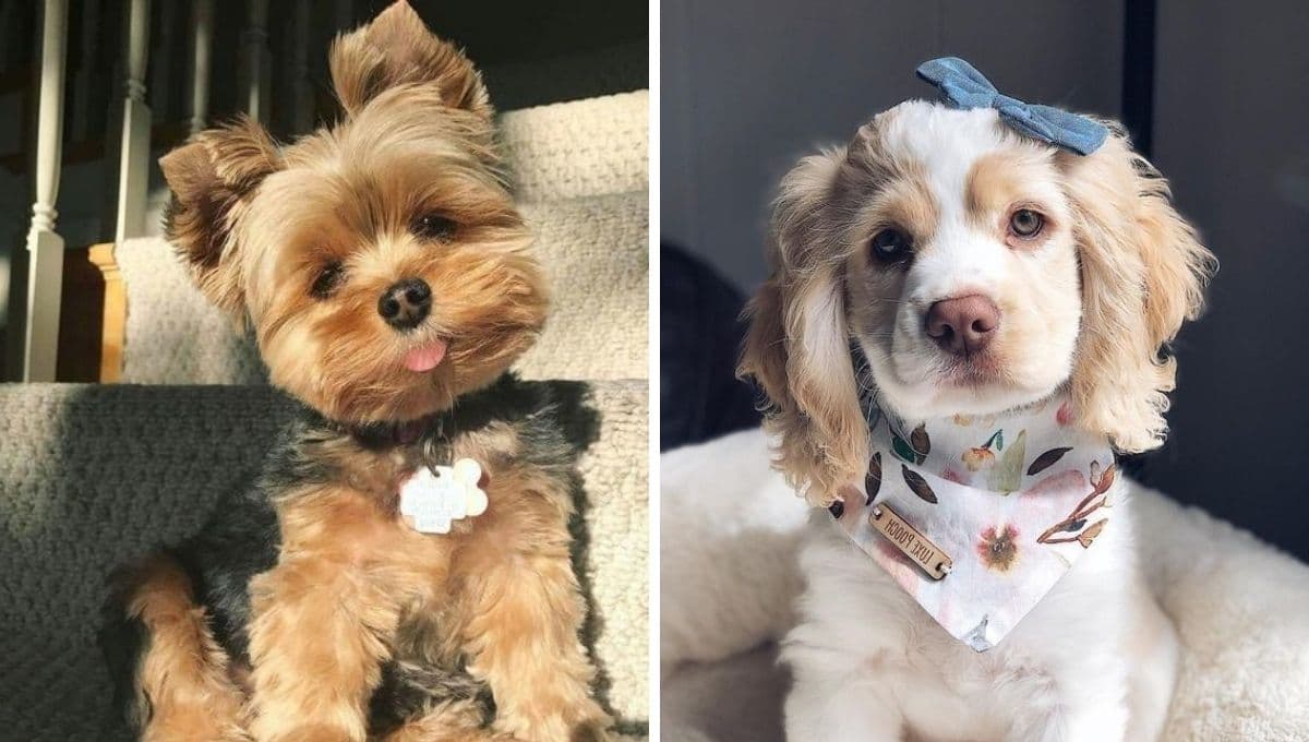 ¿Te gustan los perros peludos y chiquitos? ESTAS son las 5 razas más tiernas