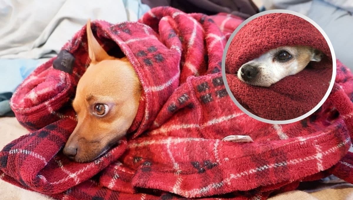 ¿Cómo enseñarle a mi perro a taparse con su cobijita en tiempos de frío?