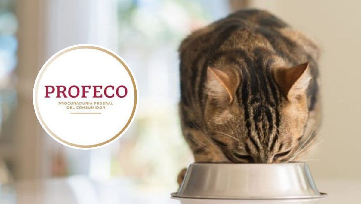 ¿Cuáles son las 10 mejores marcas de croquetas para gato según Profeco?