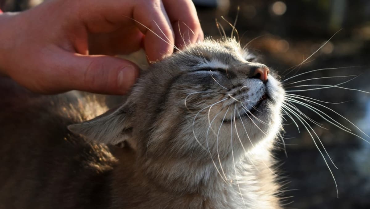 ¿Cómo cuidar a tu gato de edad avanzada?