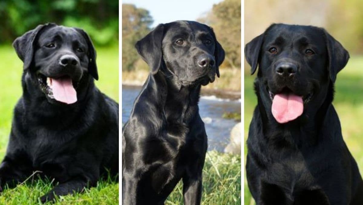 ¿Qué significa tener un perro negro en casa?